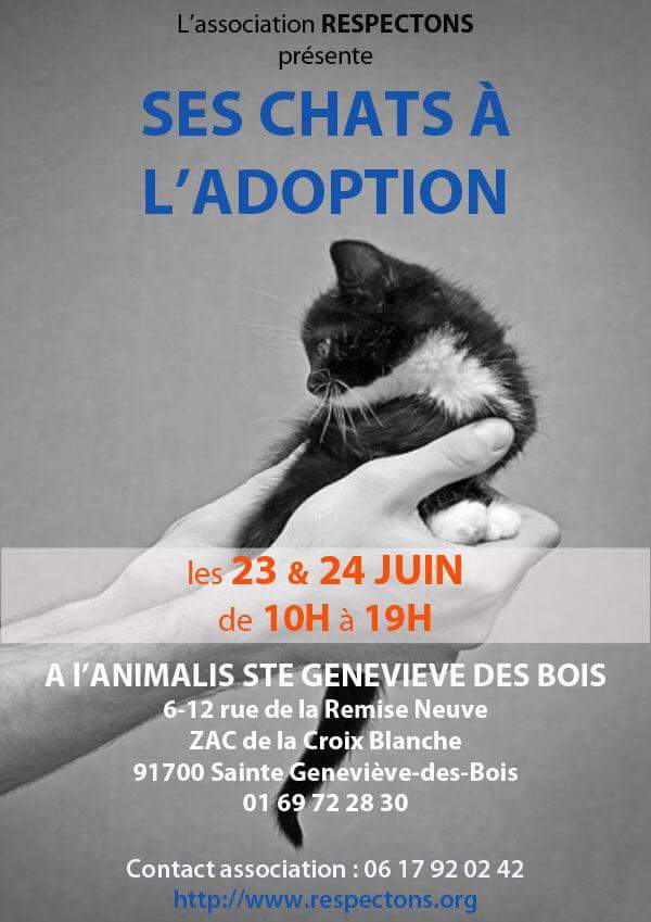 Respectons's tweet photo. WE #Adoption #chat et #chaton ce samedi 23 juin et dimanche 24 juin de 10h à 19h à l' Animalis ( 6-12 rue de la Remise Neuve ) à Sainte Geneviève des Bois #dept91 ainsi qu'une #collecte de nourriture #animaux #veneznombreux 😸 #Merci du RT https://t.co/p6HmyOi1RN
