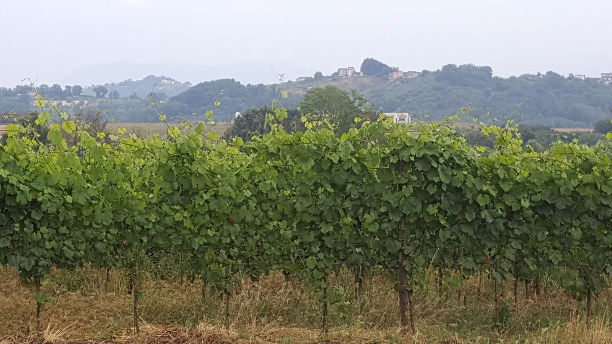 A winery tucked in between #Cesanese del Piglio &amp; Cesanese Olevano 👉
Azienda Agricola Giacobbe
in #Paliano 
🥂🍷
Mainly volcanic soil - a small family winery
#lecampagneromane 
<a href="/pietrosd/">🍾🍷PIETROVINI🍷🍾</a>
<a href="/SteveKubota/">Steve Kubota 🇨🇦</a> <a href="/JohnMFodera/">TuscanVines ®</a> <a href="/Fiery01Red/">Michelle Williams</a> <a href="/rs_bc_bl/">rossobiancobolle ❤️💛🧡</a> <a href="/winemood/">Liliana Zanellato</a> <a href="/elna75it/">elena prosecco</a>
