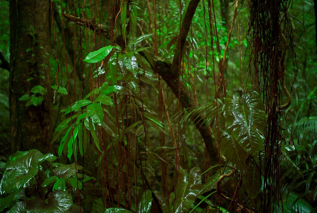 unredd's tweet photo. Only one week to go! The @noradno Oslo Tropical #ForestForum will take place on 27 and 28 June to celebrate results and identify remaining challenges 10 years after #REDD+ was included in the #climatechange negotiations. https://t.co/coUPzdlIda #BetterWithForests https://t.co/kjIQrO5M9b