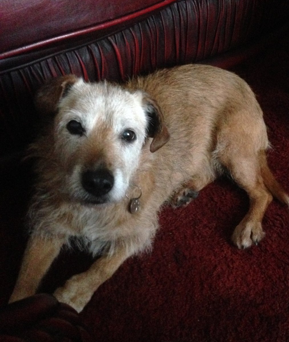 DeeLambert2's tweet photo. @marcthevet @oldiesclub @Animal_Watch @CARIADCAMPAIGN @The_Animal_Team @PeterEgan6 @FindingShelterA @_AnimalAdvocate @Lucy_Cavalier @AllDogsMatter @VictoriaS @afneil Our gorgeous girl Rosie's a few weeks off 17. An absolute treasure 💕#oldogs https://t.co/NoyprtxY37