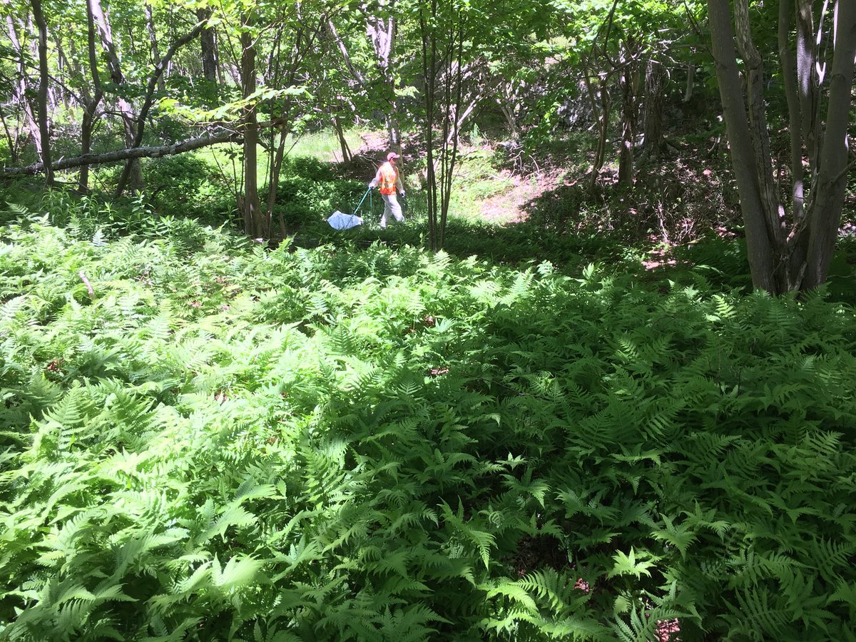 munn_douglas's tweet image. Live field update from Rockwood Park, Saint John, NB. No shortage of #BlackleggedTicks here.