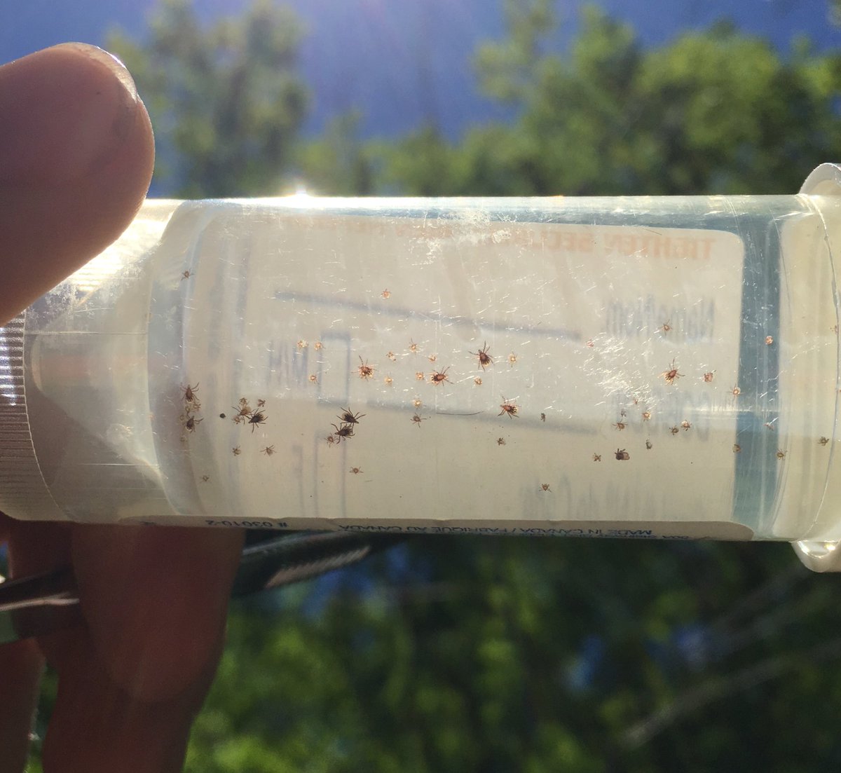 munn_douglas's tweet image. Live field update from Rockwood Park, Saint John, NB. No shortage of #BlackleggedTicks here.
