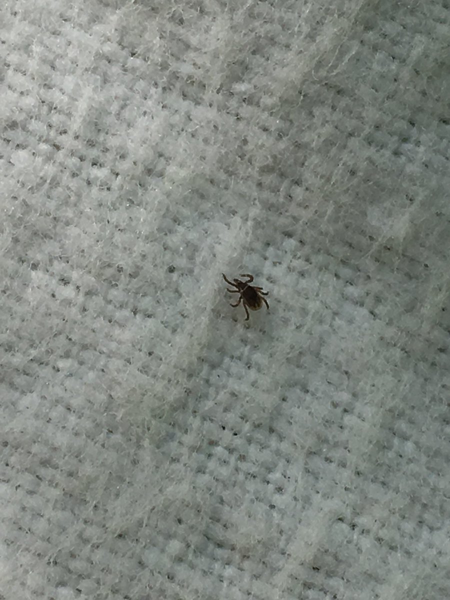 munn_douglas's tweet image. Live field update from Rockwood Park, Saint John, NB. No shortage of #BlackleggedTicks here.