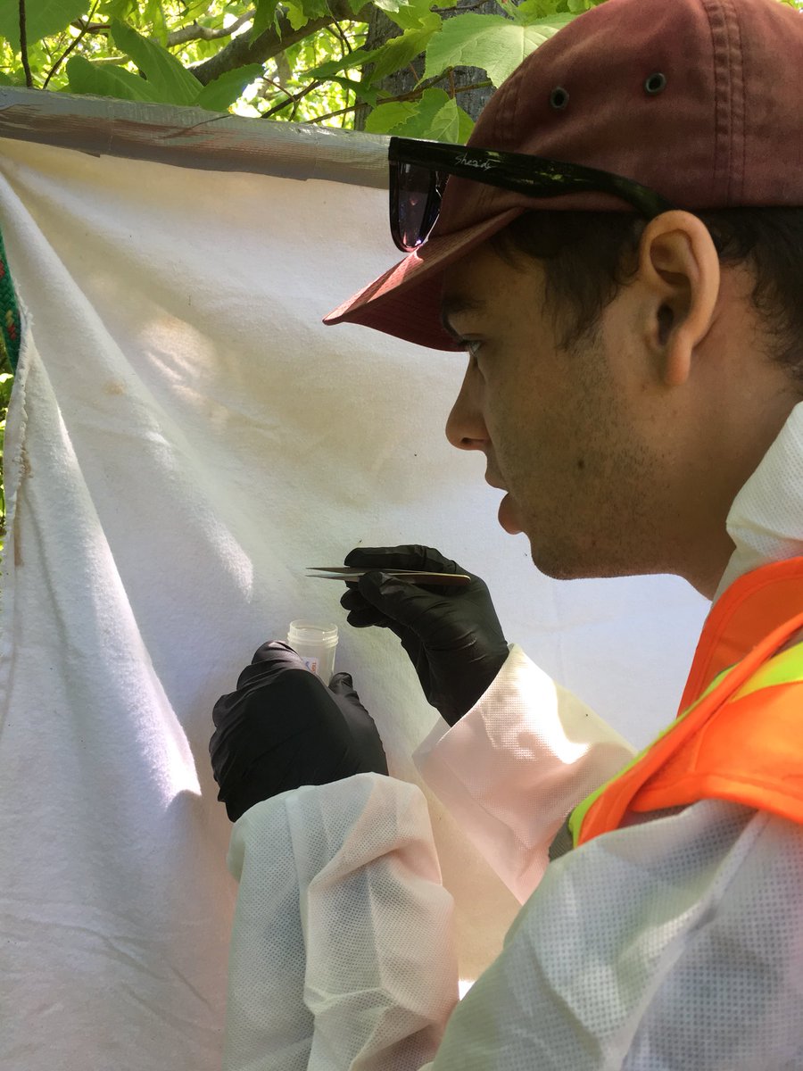 munn_douglas's tweet image. Live field update from Rockwood Park, Saint John, NB. No shortage of #BlackleggedTicks here.