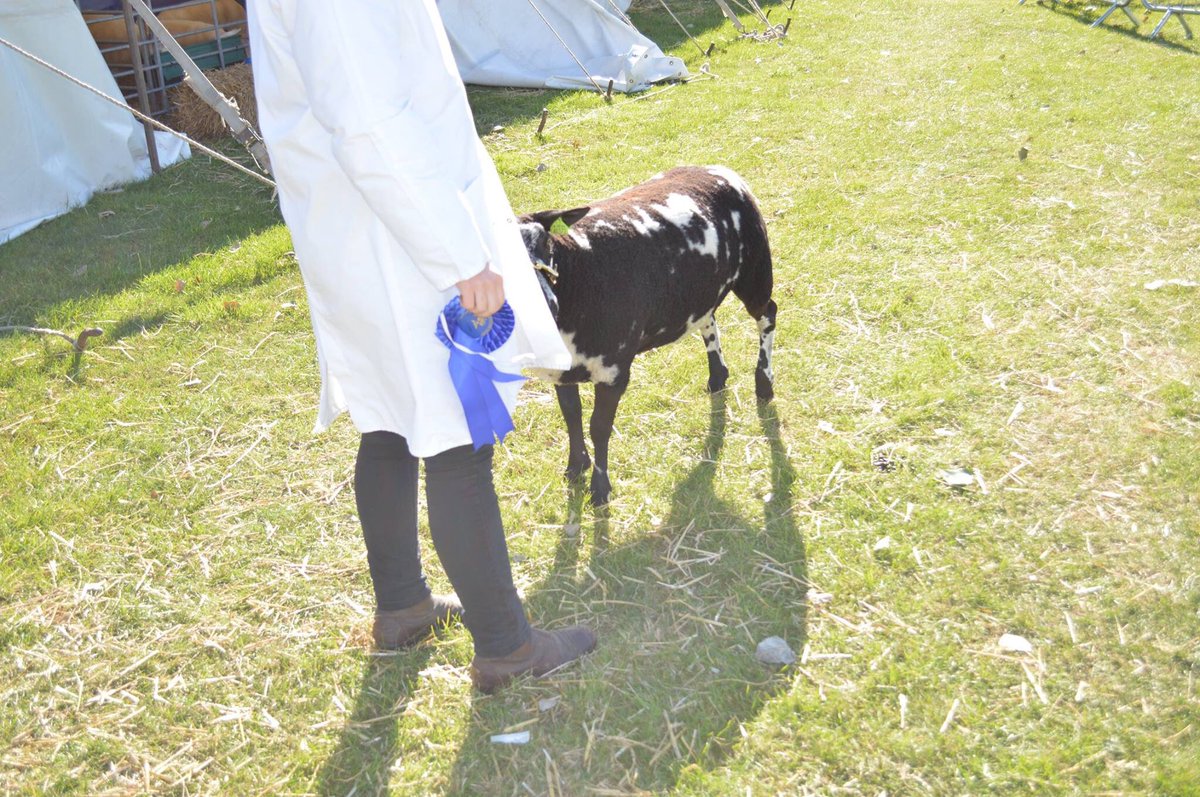 coulsonhereford's tweet photo. Fantastic couple of days @lincsshow winning 2nd and 3rd place on our first outing with the #DutchSpottedSheep #terminalsireofthefuture #greatresult #firsttimeforbreedatlincolnshireshow #makinghistory https://t.co/5ZoH48X4Iw