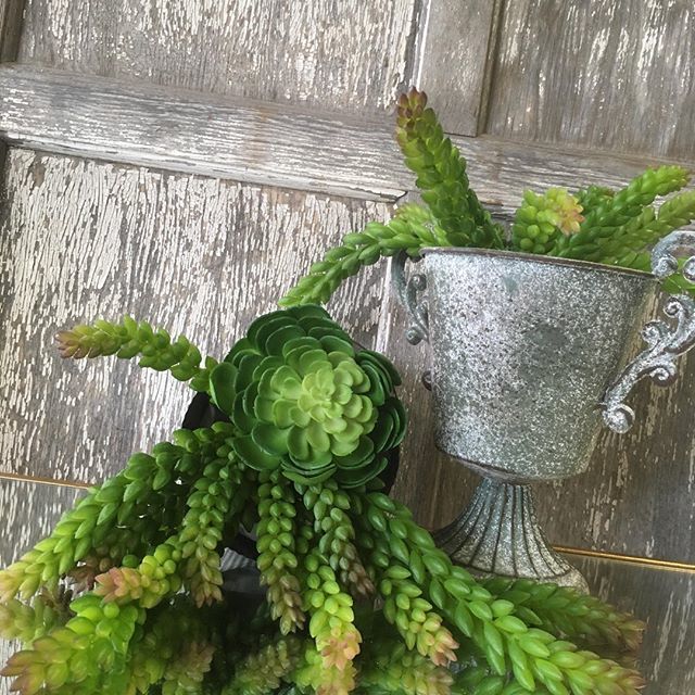 ConvoPieceSF's tweet photo. These spiky succulents just scream summer! https://t.co/Bpjp1tFUFE https://t.co/dKoQAvx4eM