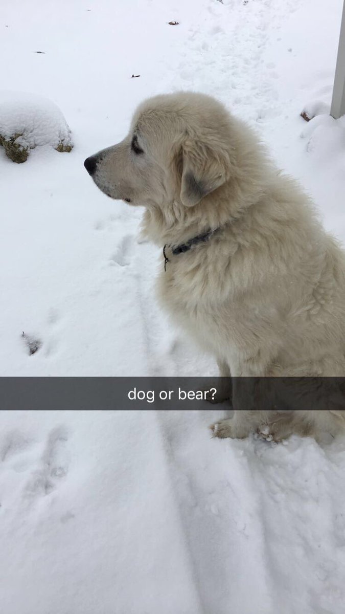 clara00711's tweet photo. Sarge has been missing for a week. He's probably in the hebron lowell or cp area. twitter pls do your thing. https://t.co/N4eUUrghFp