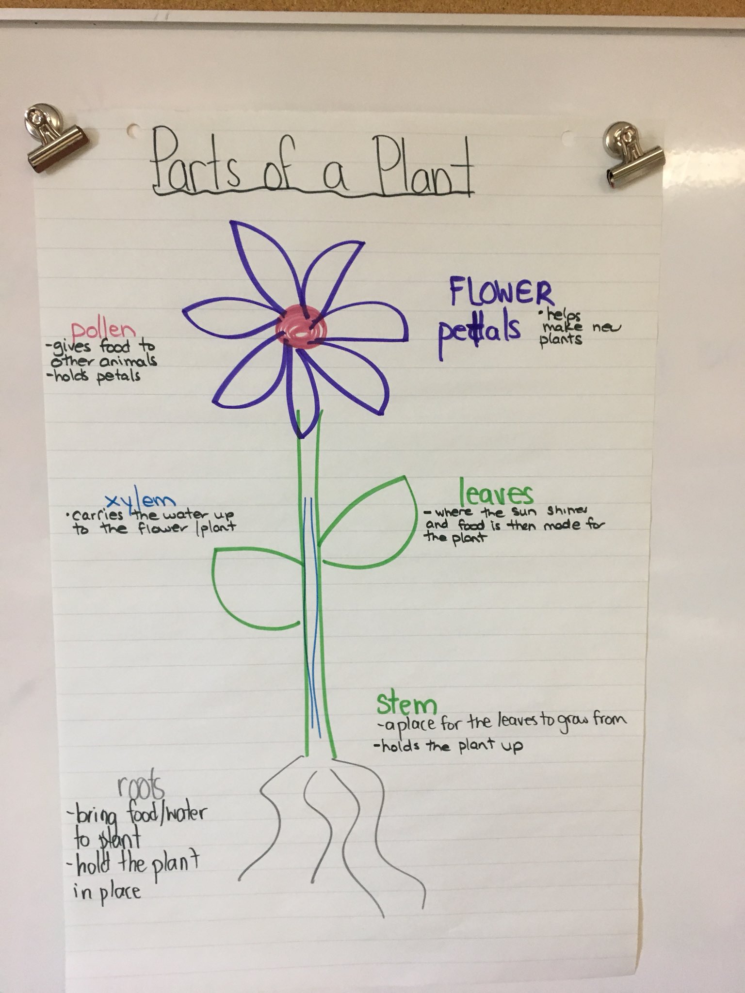 Biology Of Plants - Parts Of Plants, Diagram And Functions