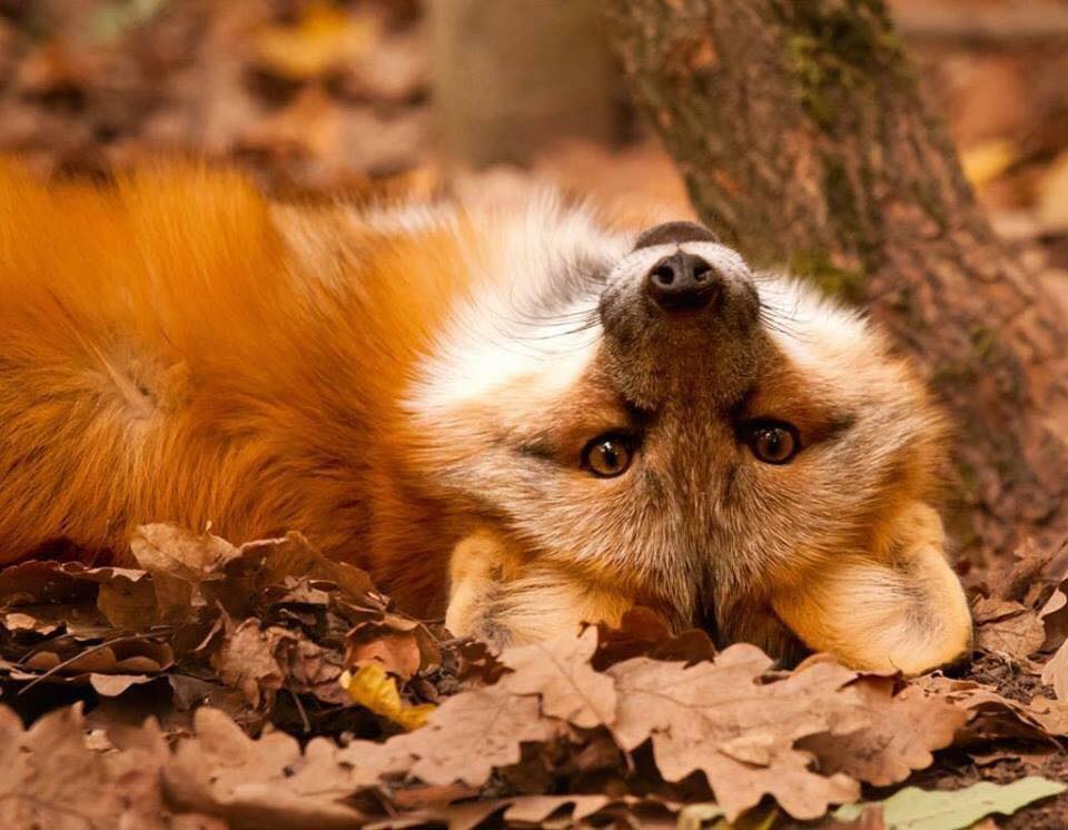 Outono, foi bom estar com você!
Sentirei saudades...