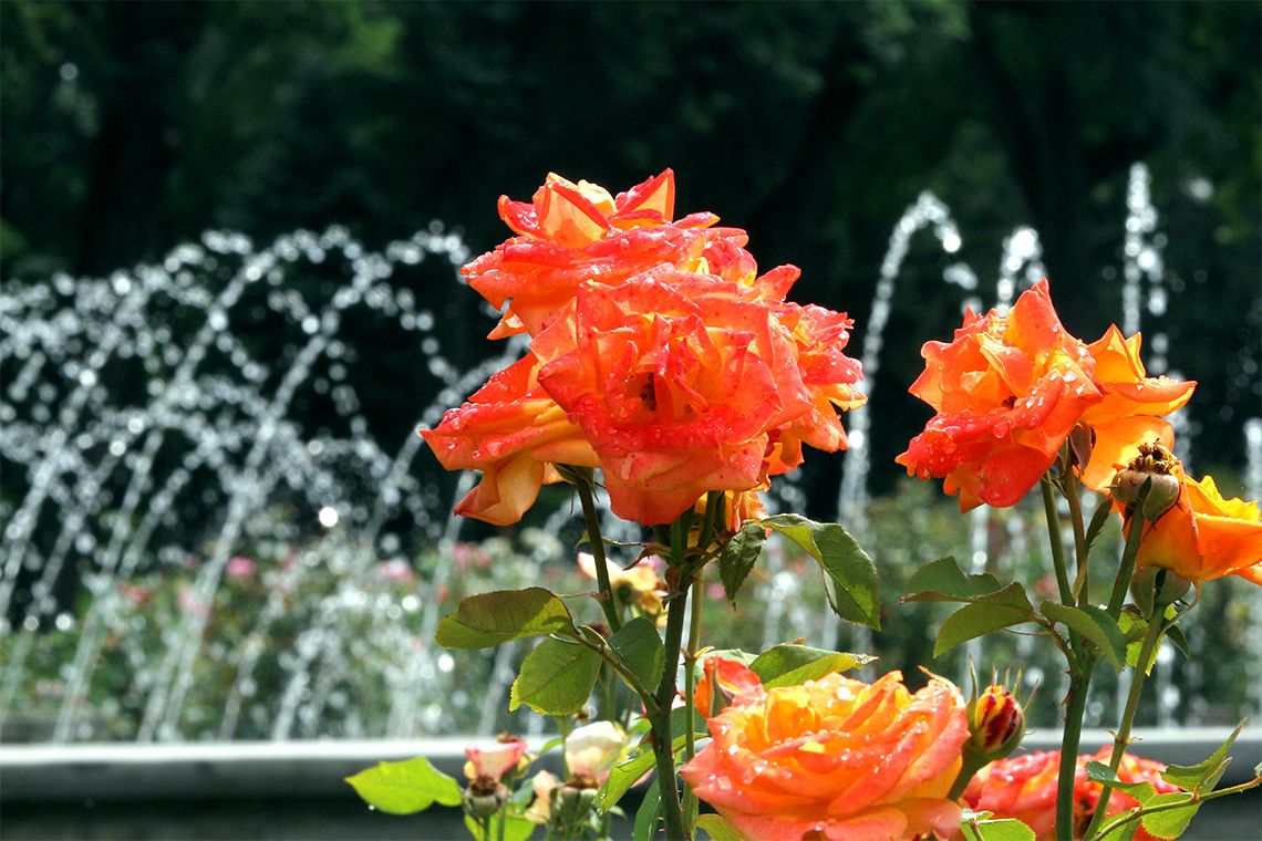 Columbus Foundation On Twitter The Formal Rose Garden Is In Peak