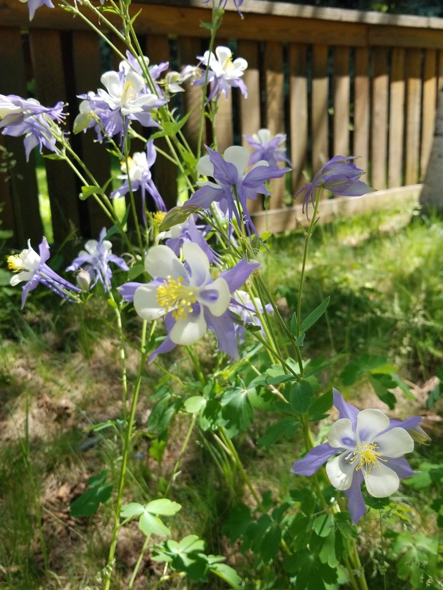 Vail lift ops tweet media