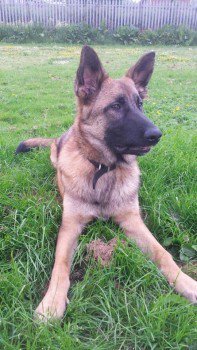 millypod1's tweet photo. ROCKY HOME SAFE. THANKS FOR RT's 😊🐕
NEW RESCUE German Shepherd Male
#Chertsey #Surrey #KT16
Escaped lead when being transportered to foster home!
Very scared approach with caution
DO NOT CHASE
#KT13 #KT14 #KT15 #TW17 #TW18 #TW20 #GU25
https://t.co/USmXHdangD … https://t.co/7b0zYnlD1h