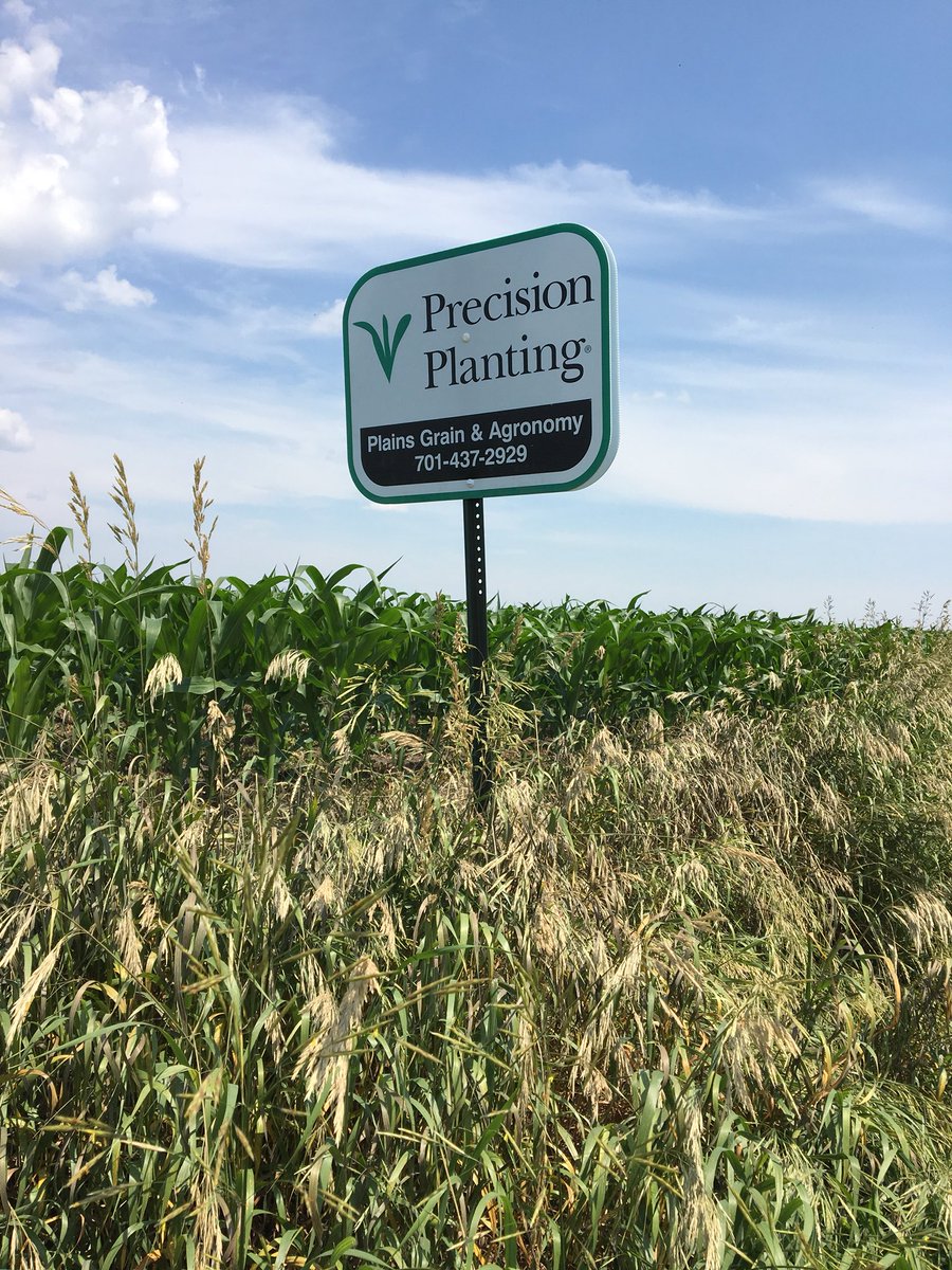 sjsalloy's tweet photo. Beautiful day to put up field signs @PlainsGrain and check planter performance @precision_plant #Multihybrid #pogo well over waist high by the end of June ✅ https://t.co/QFuc3Pntf0