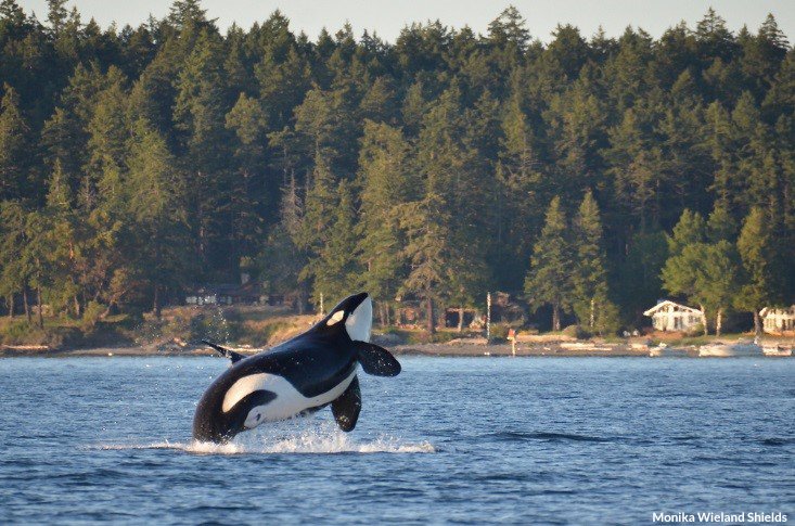 oceana's tweet image. Another critically endangered Southern Resident orca, named Crewser, is presumed dead. Only 75 of these orcas remain in the wild. Of those, 26 are female &amp;amp; only 10 are reproducing. 

If we do not act now, these orcas will go extinct. Take action: ow.ly/XBIK30kBx4C