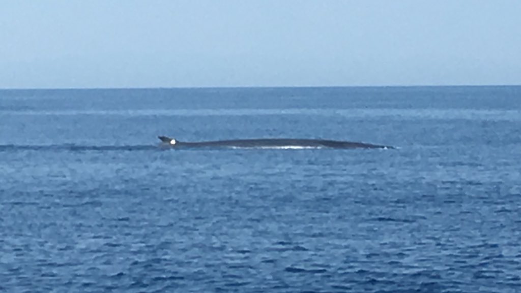 PlasticBusters's tweet photo. @PlasticBusters in action for #PlasticBustersMPAs! Monitoring of #microplastics #flottinglitter #cetaceans skin biopsies and #lanternfish in Pelagos Sanctuary!🐋🐬
@MEDCommunity3_2
@MEDProgramme
@MPAsBusters
@Unisiena
@SDSNMed
@UFMSecretariat
@UNSDSN
@CIMA https://t.co/TWcRegzMQa