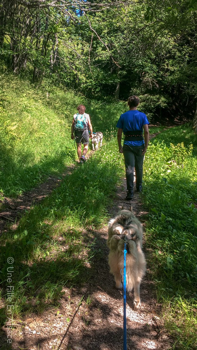 unefillenalsace's tweet photo. On était plutôt pas mal ce matin avec @NoelleRemy sur les hauteurs d’ #Orbey @visitKB une très belle balade en #canirando avec les chiens de La Petite Finlande https://t.co/dltWF0H45s
