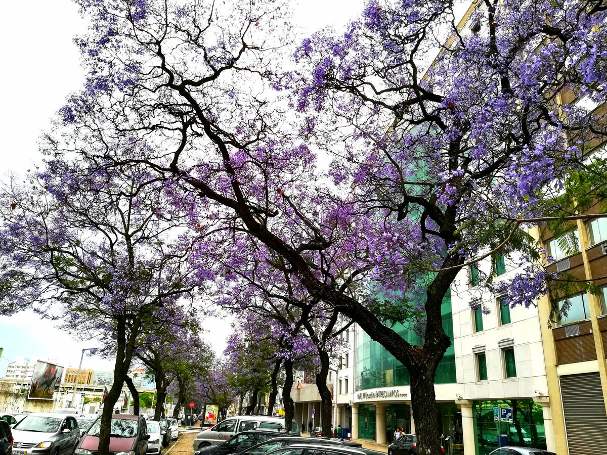 Xiaolan He tweet media