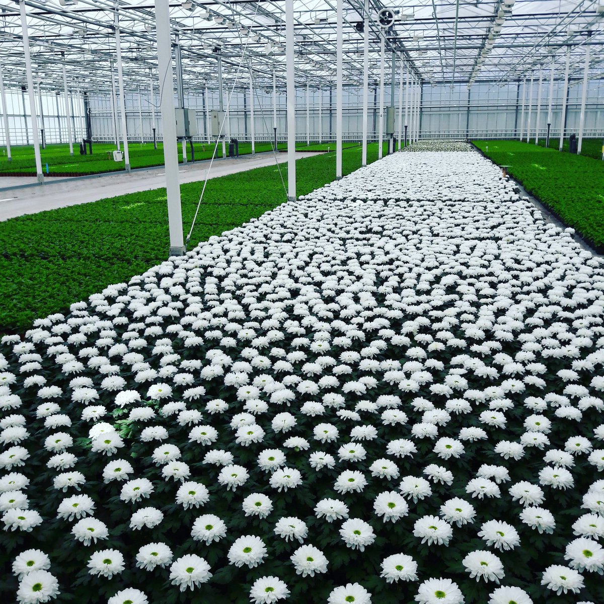 EHamblok's tweet photo. Visiting and learning from growers is the best motivation to bring new biological solutions from @Koppert @KoppertNL #separatebiologicals to avoid registration timelines are showstoppers https://t.co/prh9tVyZUx