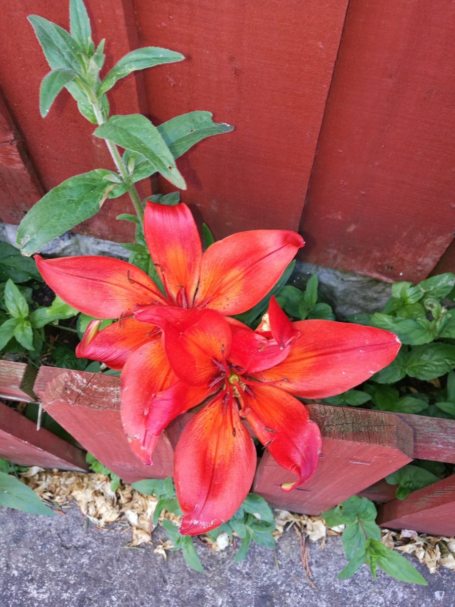 sidlogic's tweet photo. #SummerVibes
#Lillies https://t.co/S1QffkstmF