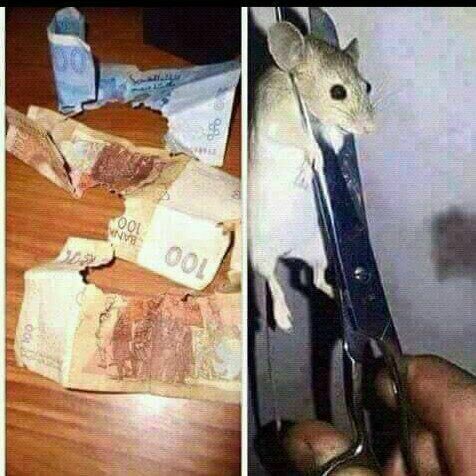 Don Billiato tweet media