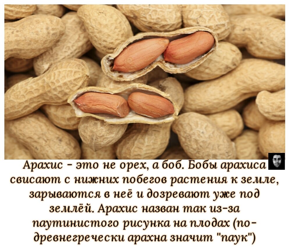 Арахис орех или боб