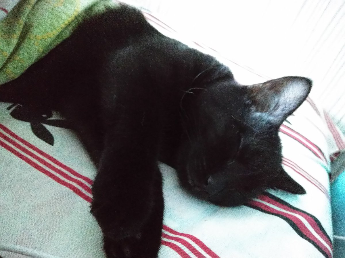Kari_2242's tweet photo. Вчера эта дама (которая на фото) вышла погулять в окно, если ты это читаешь 
Саня, вернись домой!!! https://t.co/OSY4S0im2C