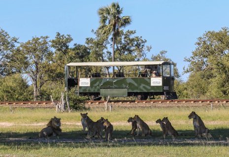 You never know what you might see while riding on <a href="/ImveloSafariLod/">Imvelo Safari Lodges</a> Elephant Express... #lions #Zimbabwe #ElephantExpress