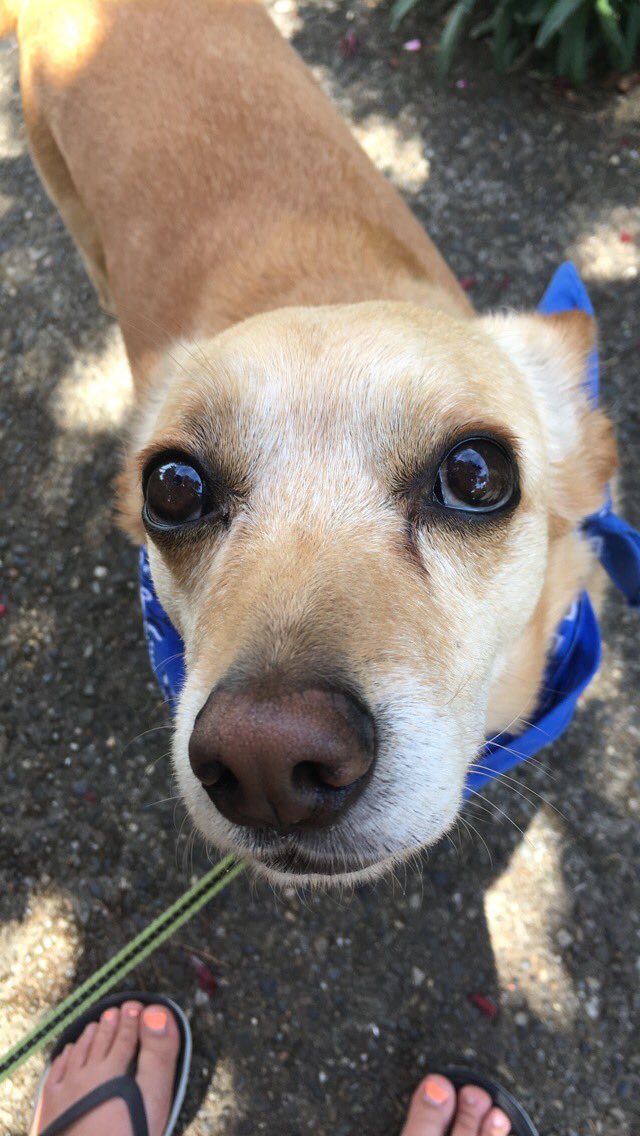 SniffSeattle's tweet image. Can’t get enough of these cuties in Seattle’s Magnolia neighborhood! Chloe, Apollo, Poe and Bradi. #dogsofseattle. Photos by Courtney from Team Sniff. sniffseattle.com/dog-walkers-ma…