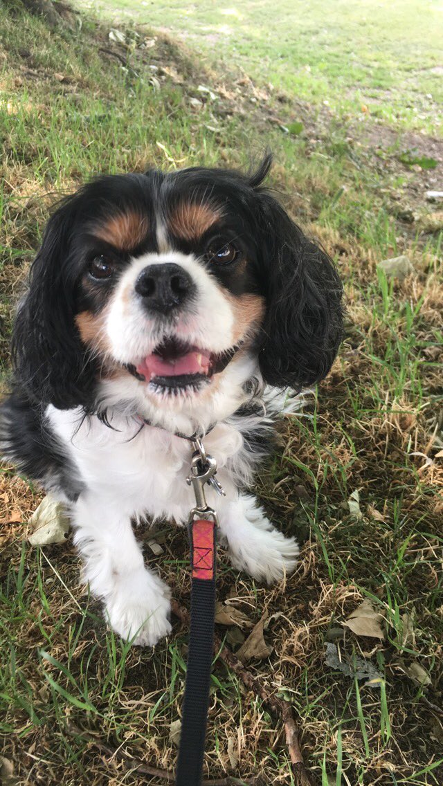 SniffSeattle's tweet image. Can’t get enough of these cuties in Seattle’s Magnolia neighborhood! Chloe, Apollo, Poe and Bradi. #dogsofseattle. Photos by Courtney from Team Sniff. sniffseattle.com/dog-walkers-ma…
