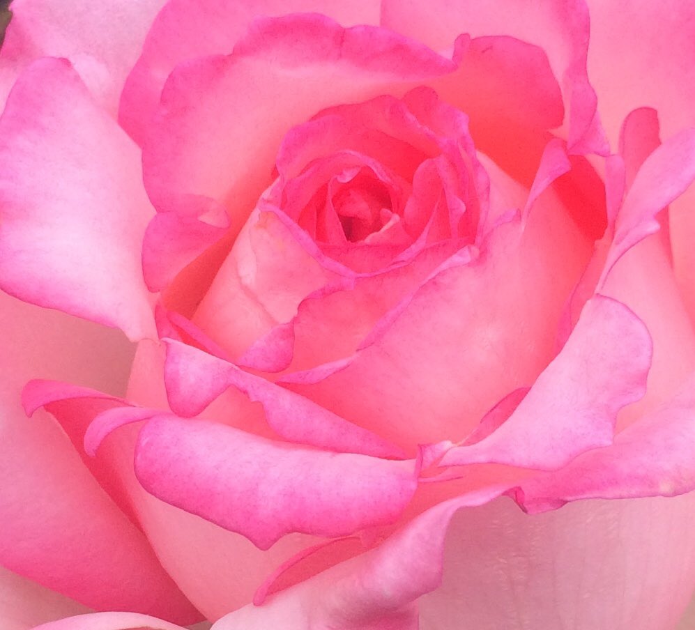 FrancoisFlx's tweet photo. Sylvia une Rose Félix primée aujourd’hui à Bagatelle pour son parfum https://t.co/YEL0azeDJo