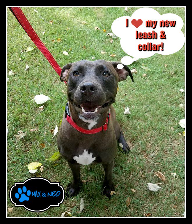 HSEC's tweet image. HSEC and Lady says THANK YOU to @MaxandNeo  for donating fantastic collars and leashes to our rescue pups!