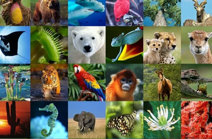 Причины сокращения видового разнообразия животных. Сокращение биологического разнообразия. Растения животные ла Платские. Видоразнообразие. Canlilar.