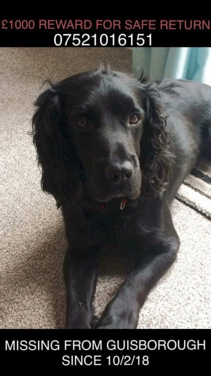 suedaycam's tweet photo. Please RT for Toby๐พ#FindMissingToby
Missing from #Guisborough #TS14 #NorthEast since 10 Feb 2018๐
Look out for his funny handstand style when he peesโผ๏ธ
#REWARD for his safe return. Family miss him so much๐
https://t.co/IoHGzAC5bj https://t.co/SbMCVnwi6h