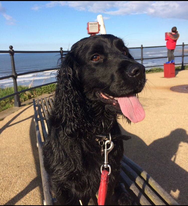 suedaycam's tweet photo. Please RT for Toby๐พ#FindMissingToby
Missing from #Guisborough #TS14 #NorthEast since 10 Feb 2018๐
Look out for his funny handstand style when he peesโผ๏ธ
#REWARD for his safe return. Family miss him so much๐
https://t.co/IoHGzAC5bj https://t.co/SbMCVnwi6h
