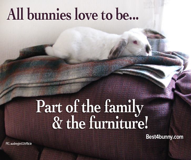 Best4bunny's tweet photo. Bunnies should be part of the family &amp; furniture too! https://t.co/tIE3LcnZ5s