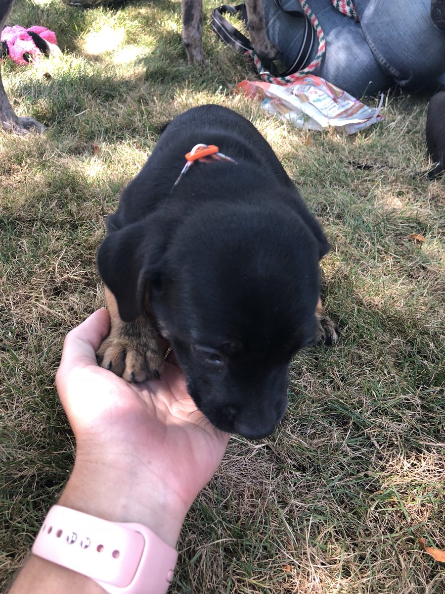 CindyLaCrosse's tweet photo. Doggos and puppers are at the course!!! @NWAChampionship #come see them! https://t.co/TzqzA5Anhh