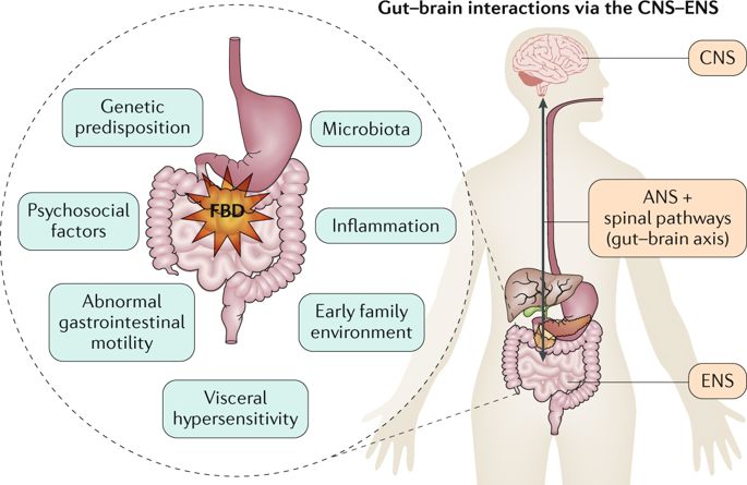 NatRevGastroHep's tweet photo. New content online: New treatments and therapeutic targets for IBS and other functional bowel disorders https://t.co/mzNXL6lUZ1 https://t.co/2wiT5jxuBu