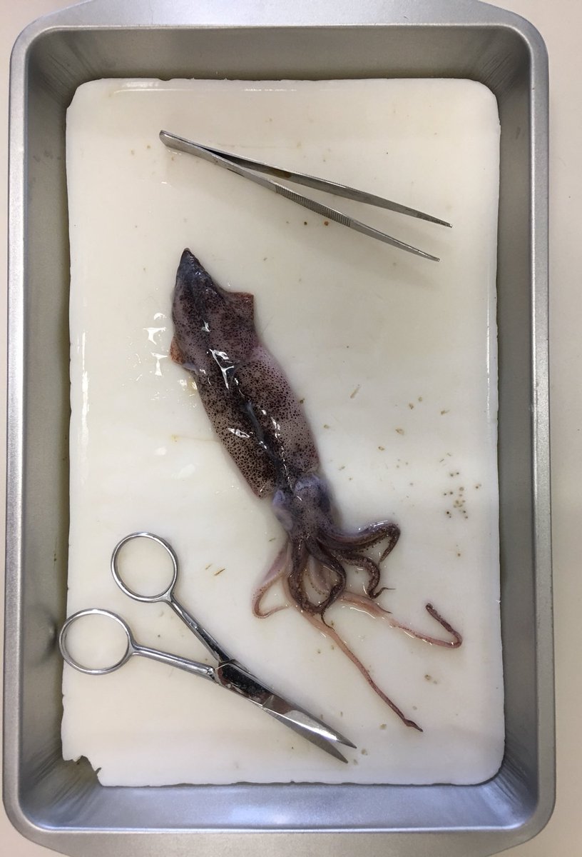 WSDICSCFI's tweet photo. Centrifuging "urine", dissecting squid, looking at bacteria and washing lab coats. All done! Hope for more in the fall. @WinnipegSD https://t.co/8JP7xpG4rY
