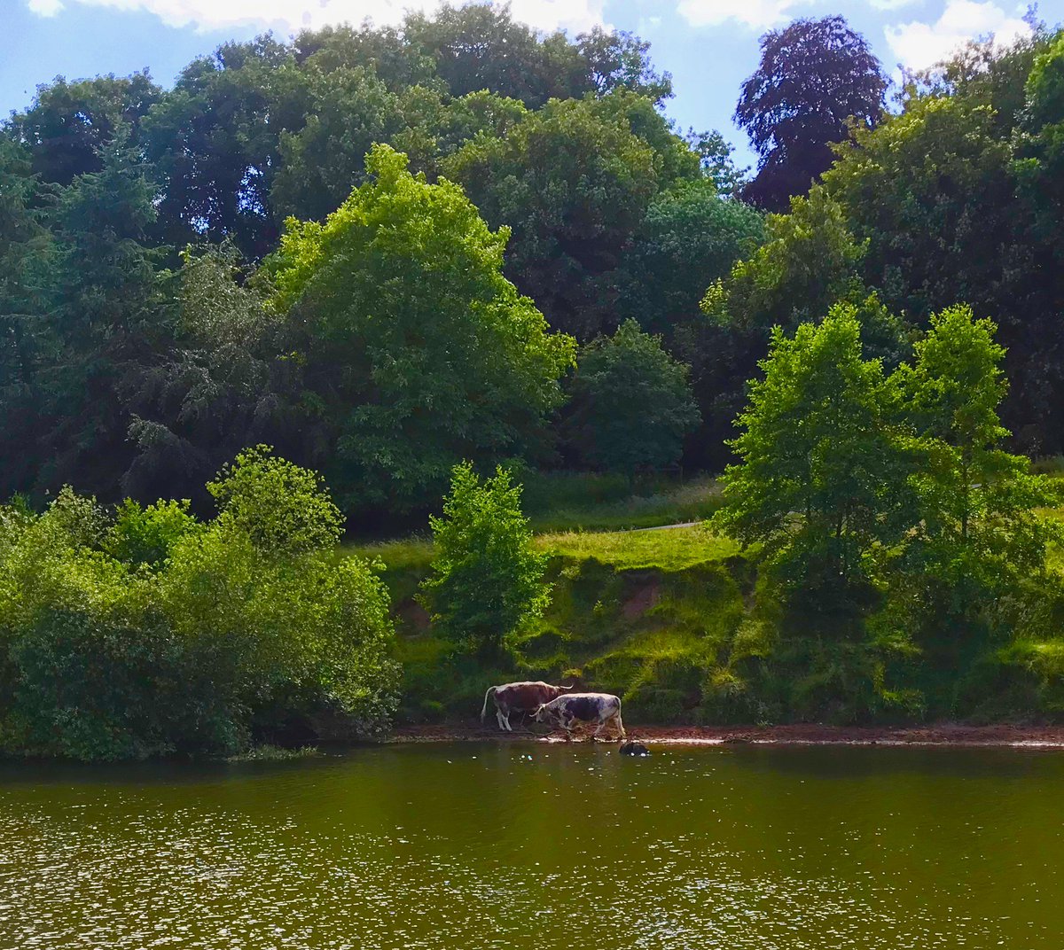 Lovely to see these <a href="/GBOrganics/">GreatBerwickOrganics</a> longhorns grazing on the Severn <a href="/shrewsfoodfest/">shrewsfoodfest</a> opposite the <a href="/FBCManbyBowdler/">FBC Manby Bowdler</a> chefs school - <a href="/MyttonMermaid/">The Mytton & Mermaid</a> <a href="/NethertonNews/">Netherton Foundry</a> <a href="/mskingredients/">MSK INGREDIENTS LTD</a> <a href="/MonkeyLewis1/">Kirstie Lewis</a> <a href="/RisdonandRisdon/">Risdon & Risdon</a> @MiddleFarm1 <a href="/buyfromonline/">Buy-From</a> <a href="/TheSavvyChef1/">Savvy Chef Lin</a> <a href="/JeremyPalmer7/">morgenmuffel</a> <a href="/Alternativemeat/">Rachel Godwin</a>