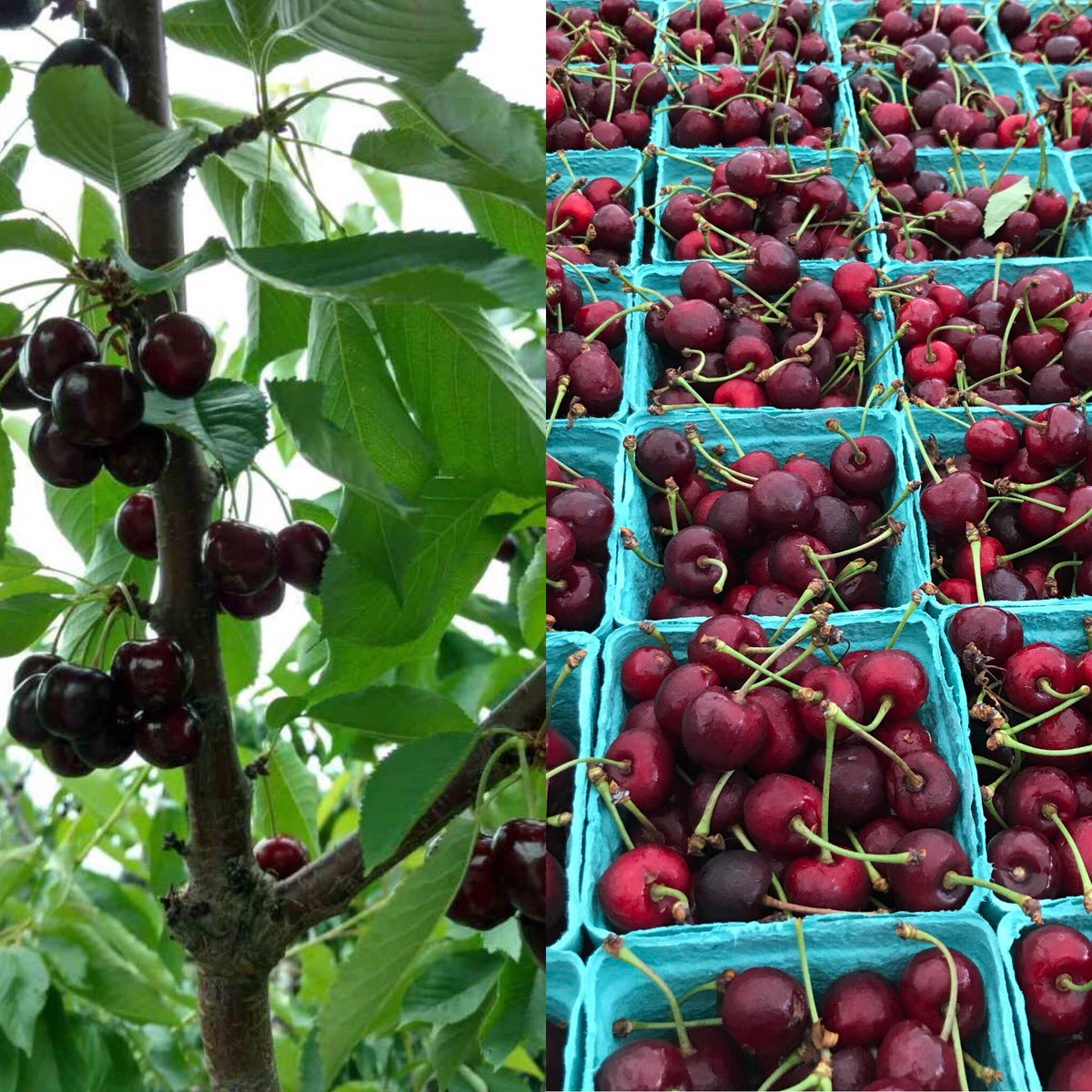 Come see us <a href="/LSRCC_Chicago/">LincolnSq-Ravenswood</a> Farmers Market from 4-8 this evening so you don’t miss out on our first sweet cherries of the season!