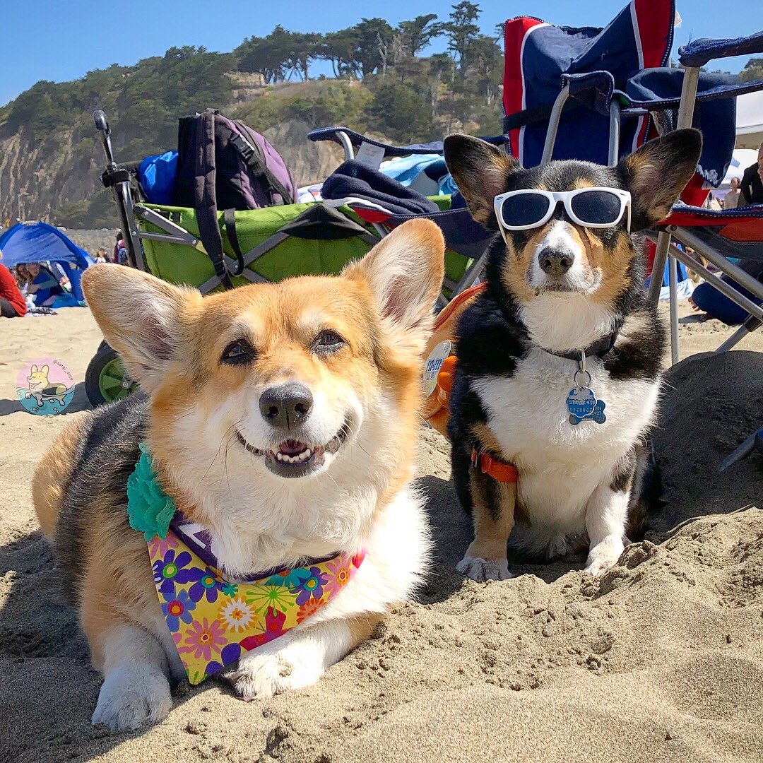 corgi_zero's tweet image. #CorgiCon is for furiends! #tbt