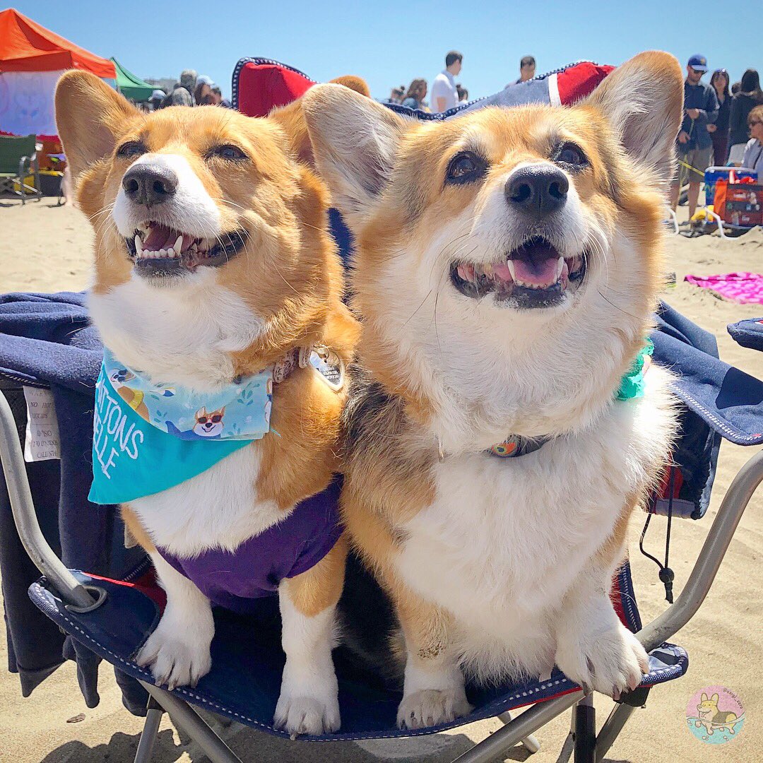 corgi_zero's tweet image. #CorgiCon is for furiends! #tbt
