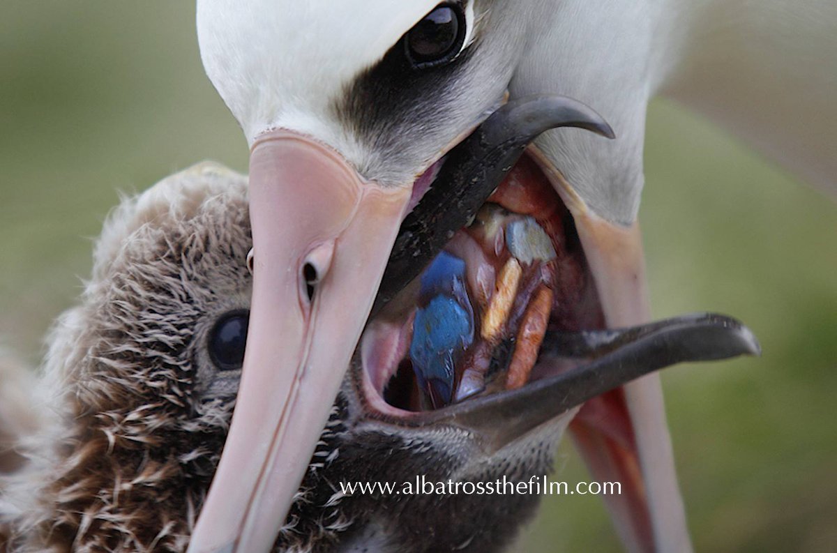 "Los albatros no pueden saber qué es el plástico. Su instinto es confiar en lo que proporciona el océano, como lo han hecho ellos y sus antepasados durante millones de años". 

Fotografía de Manuel Maqueda.
Visto en Albatross by Chris Jordan
