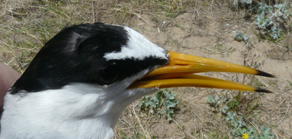 David Norman tweet media