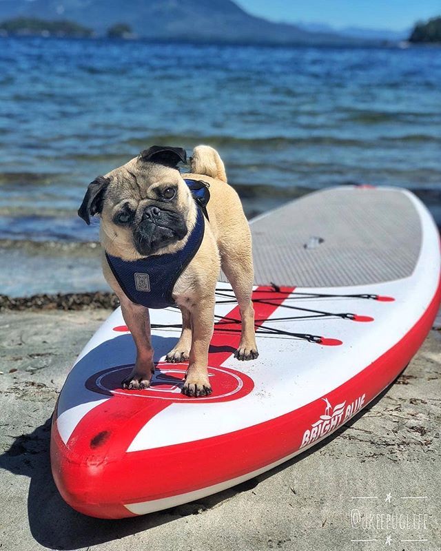 JoinThePugs's tweet photo. @ukeepuglife ready for #SummerSolstice2018 🌊 🏄 ...⠀
·⠀
·⠀
·⠀
·⠀
·⠀
#beachdog #summervibes #pugsrequest #beach #surfer #surflife #ilovemypug #beachdogsofinstagram #surfingphotography #pugsofinstagram #surfing #puglove #puglife #surferphotos #surfe… https://t.co/ejakGO5E2J https://t.co/iKlNvXTT0z