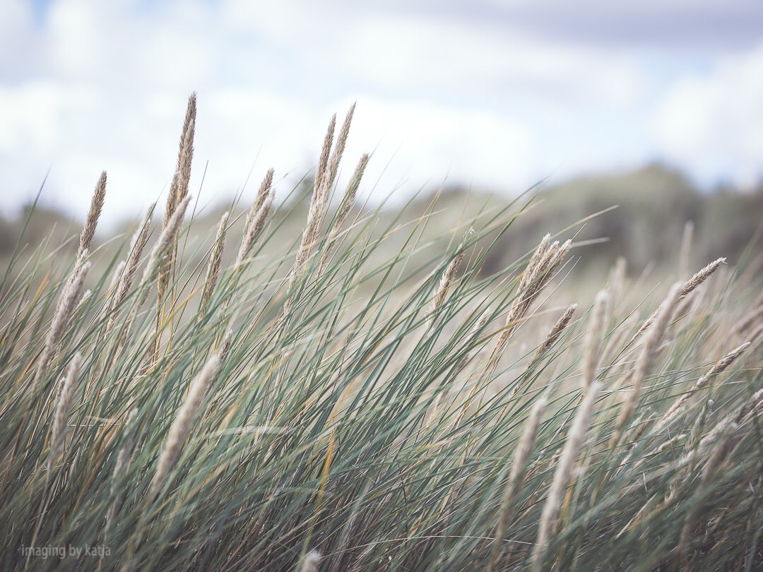 klmmorrison's tweet photo. Same beach in Denmark...still moody...#denmark #danishbeach #beachgrass #nature #naturelovers #simplenature #natur #naturfoto #landscape #landscapelovers #landscapephotography #landscape_captures #naturephotography #natureshots #photo #photograph #photography #canon #canon_photos https://t.co/xqQP7m8RkH