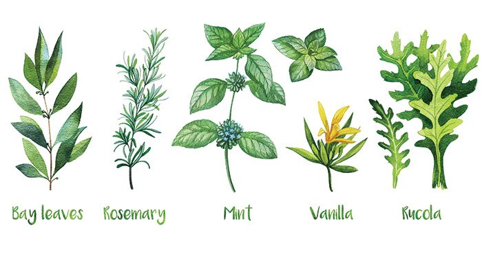 easyfoodmag's tweet photo. Fresh #herbs are more than just flavour and garnish — learn how they bring their own #HealthyEating benefits to the table: https://t.co/U377Pn42M7 https://t.co/KSfmfmqZyf