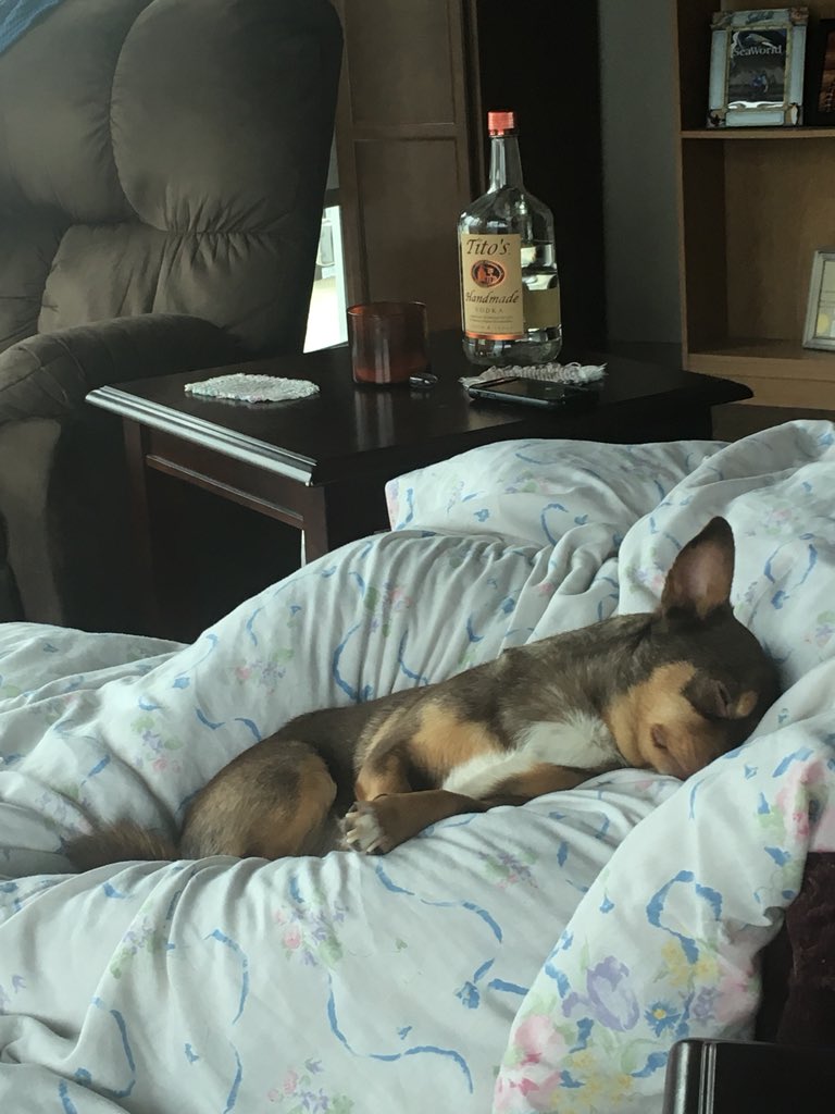key_bobo's tweet photo. My 2 favorites in the world. Olaf is so cute napping. Plus a big bottle of @TitosVodka by my chair. https://t.co/Jk74VetqeT