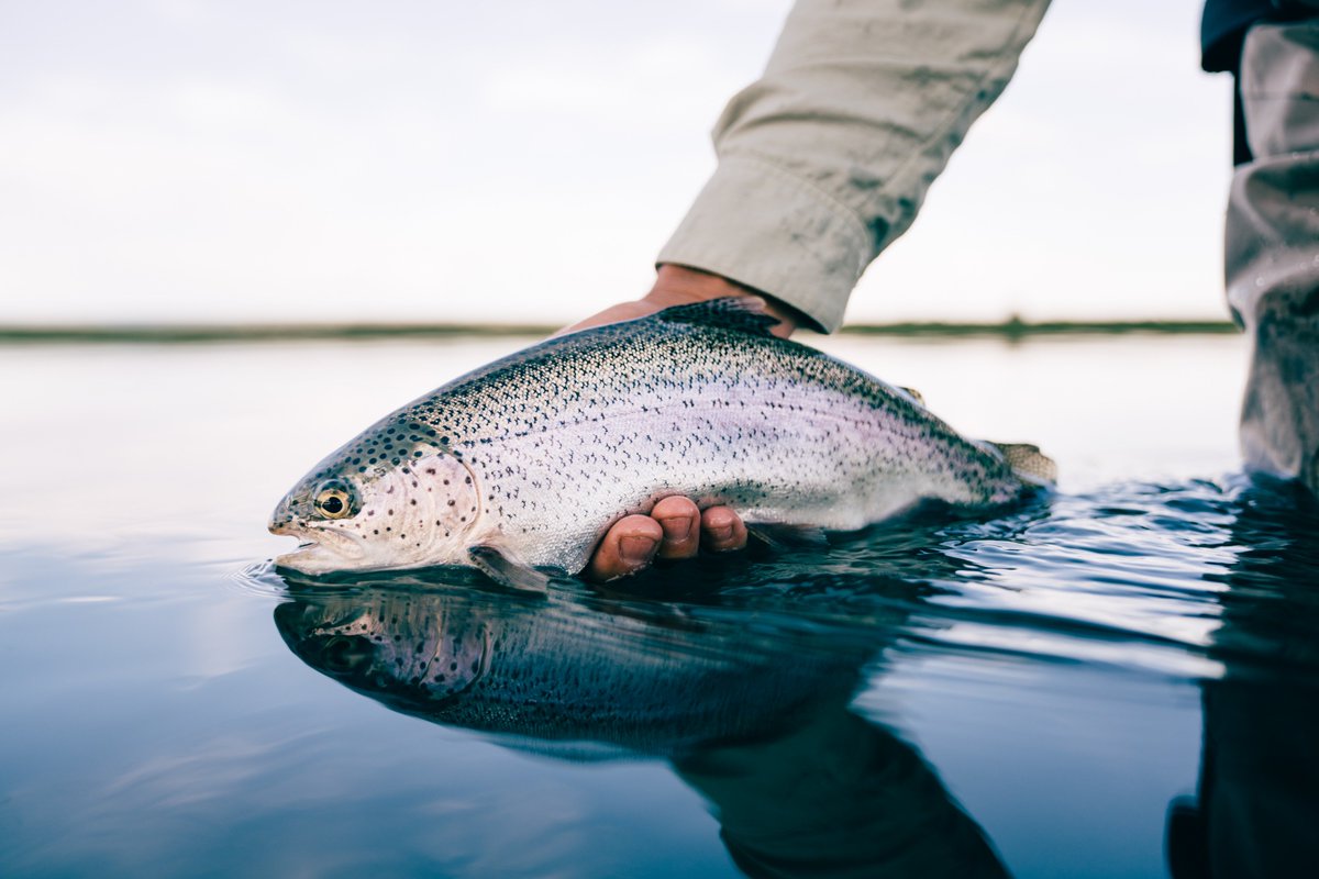 YETICoolers's tweet image. For folks who love the outdoors, summer solstice is an occasion to be celebrated. Follow along as Fly Fishing Ambassador Jeff Currier, and his friends spend the longest day of the year fly fishing the Ranch on the Henry’s Fork River. bit.ly/HenrysForkMara…