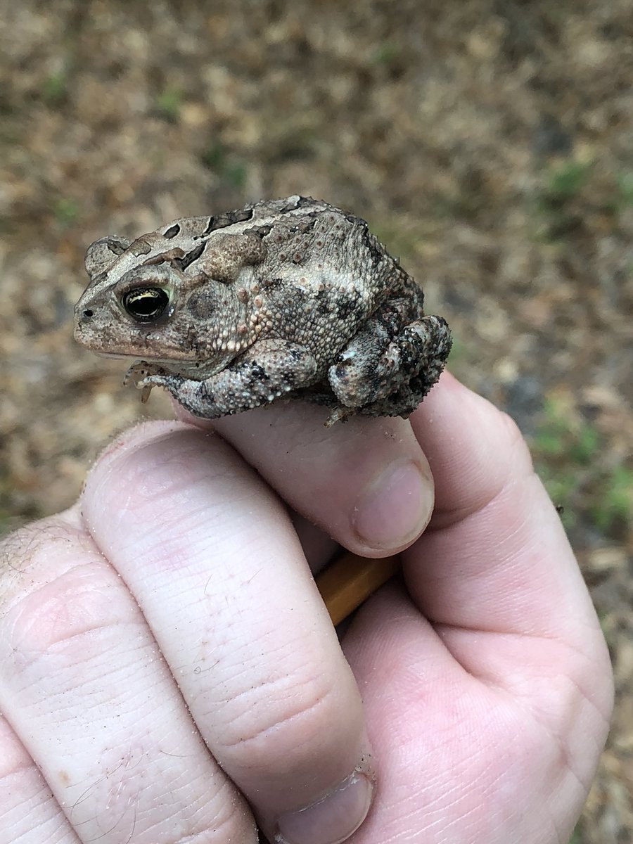 robzlloyd's tweet photo. I am officially addicted to #HerpMapper.. it’s like #PokémonGo, but real life and more dragon types
#concinna #clamitans #quercicus #terrestris #herpetology https://t.co/aXDAXuKYVu